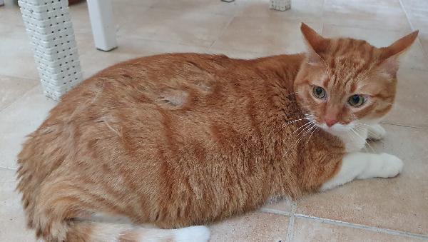 CICCIO e LUNA, maltrattati, cercano serenità Foto 2